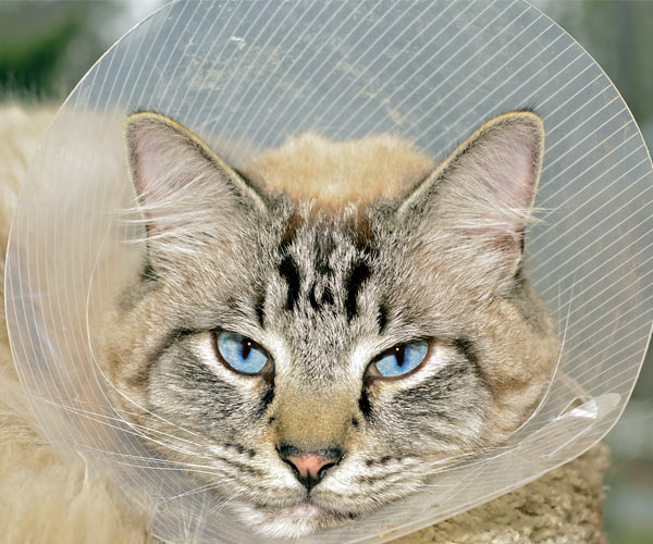 cat with a cone
