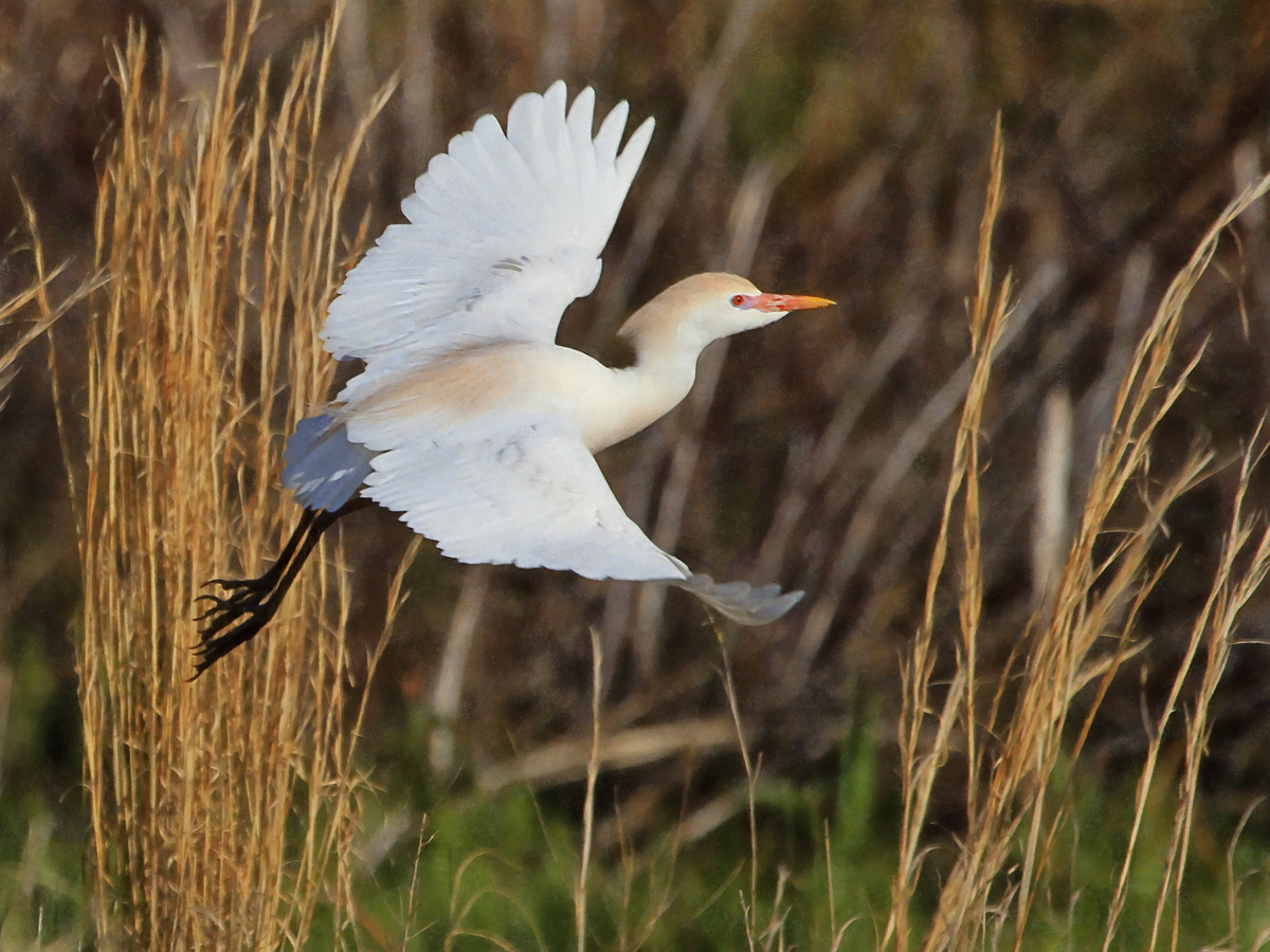 pg1- jag artr-prcattle egret.jpg