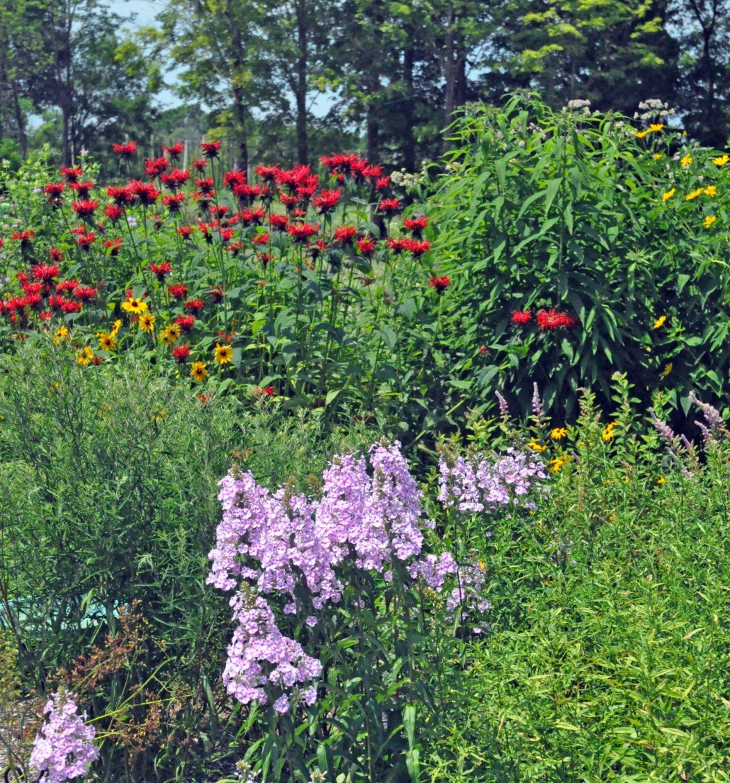 pg5-sunny new york native plant display at fiddlehead creek.jpg