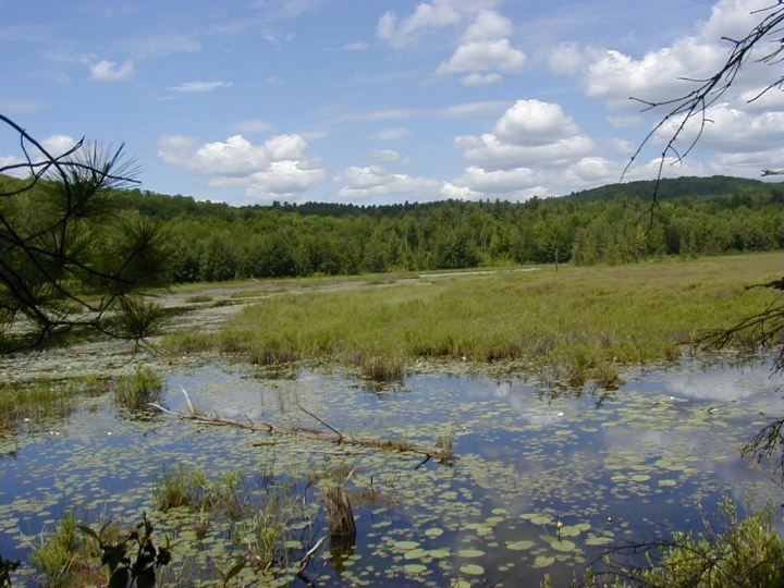 lg conservancy wetlands within bolton upland.jpg