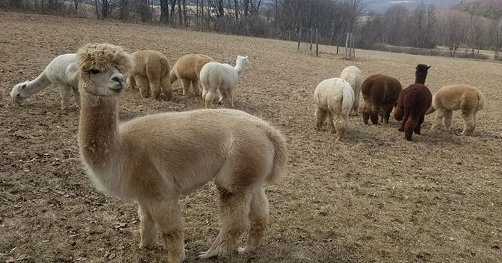 alpacas standing in a field
