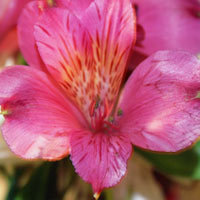 alstroemeria