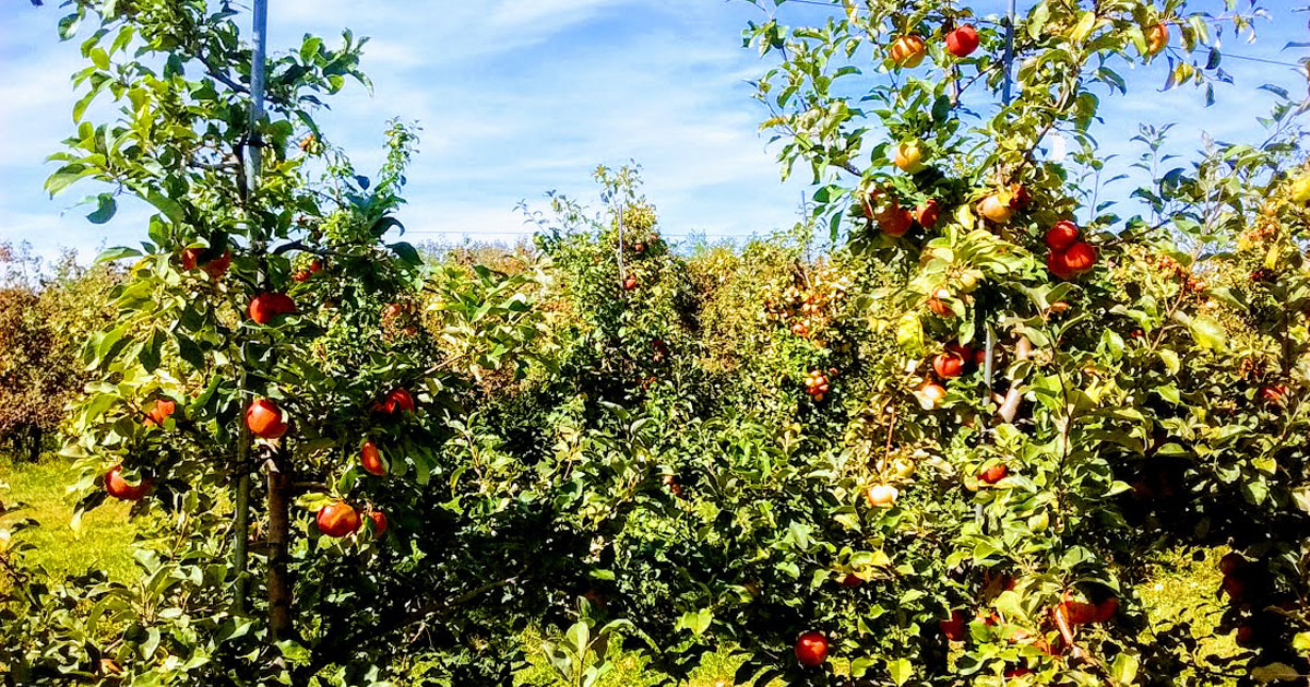 apple trees