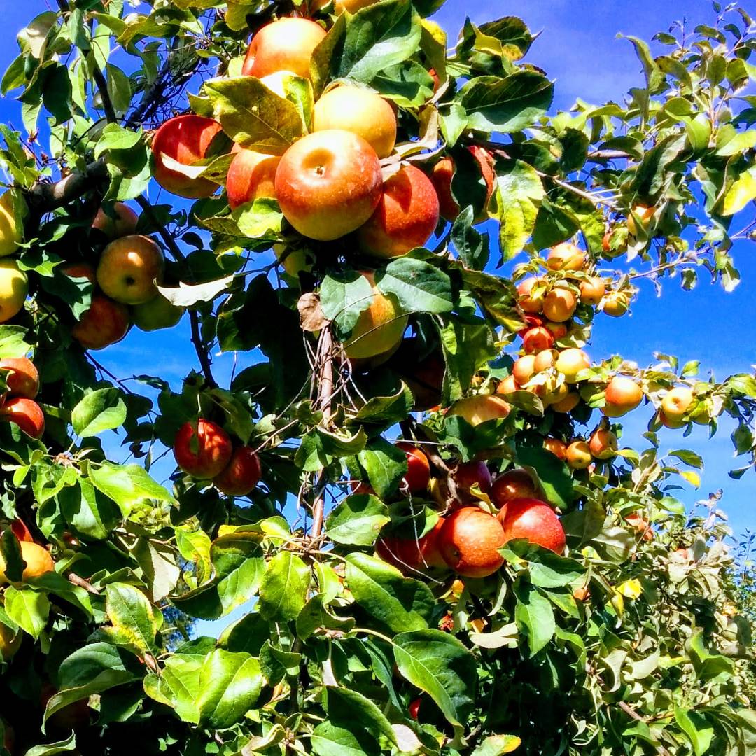 Guide to Apple Varieties in the Glens Falls Region