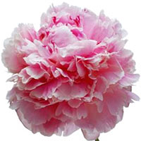 carnation