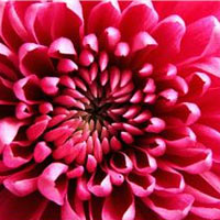 chrysanthemum