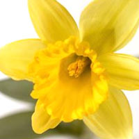 daffodil