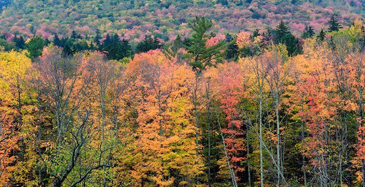 Vibrant orange and yellow leaves on a forest of trees