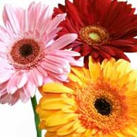 Gerbera Daisies