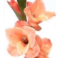 gladiolus