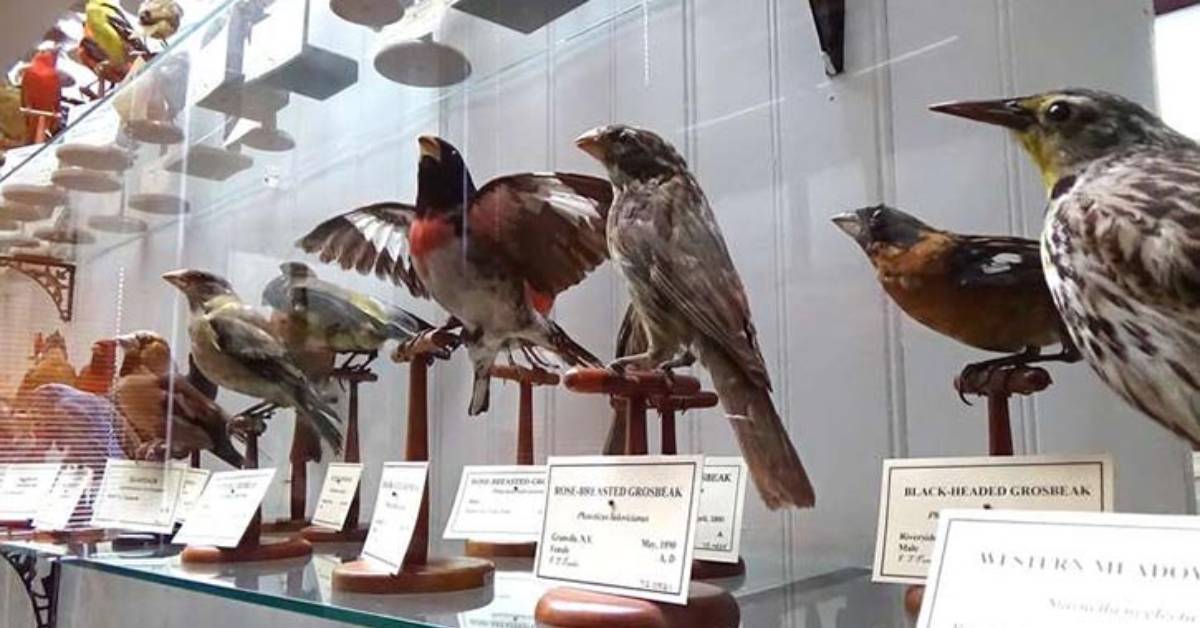 birds on display behind a glass case in a museum