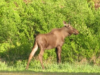A moose in Queensbury NY