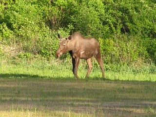 Moose in the Adirondacks