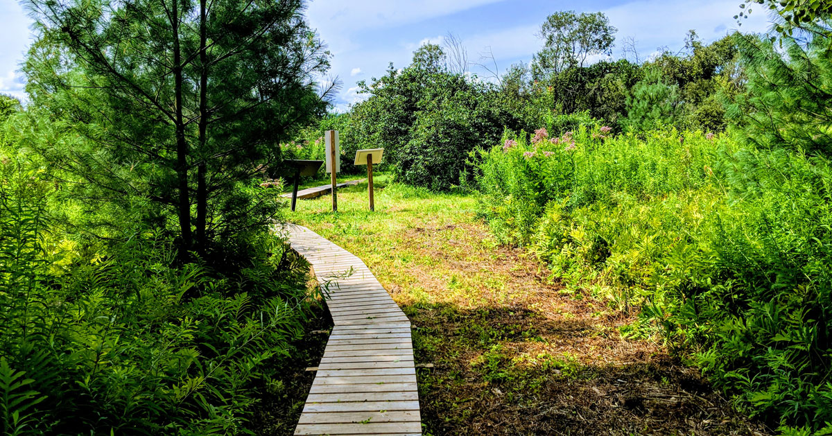 a wooden path in a nature preserve