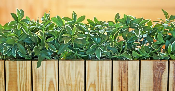 greenery in a wooden planter
