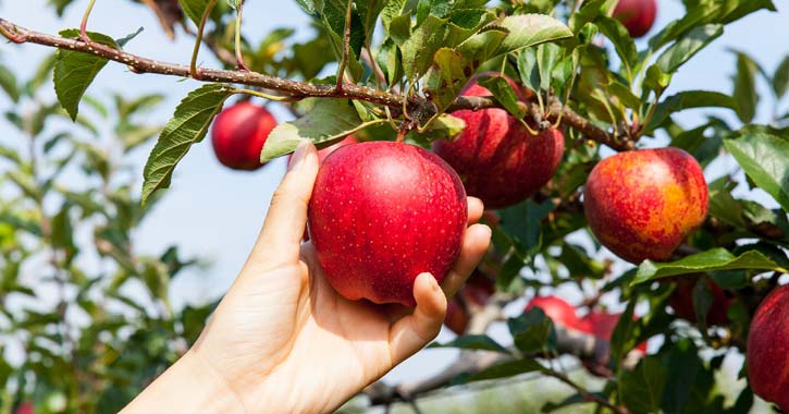 red apples in a tree