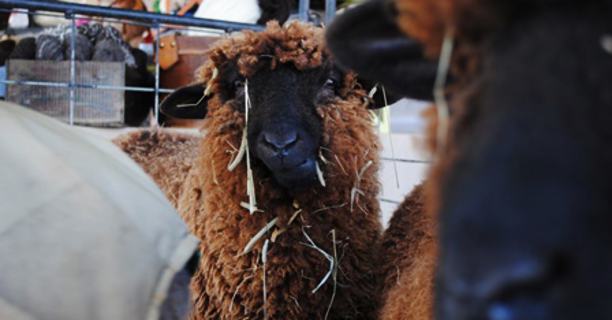 a brown and black sheep