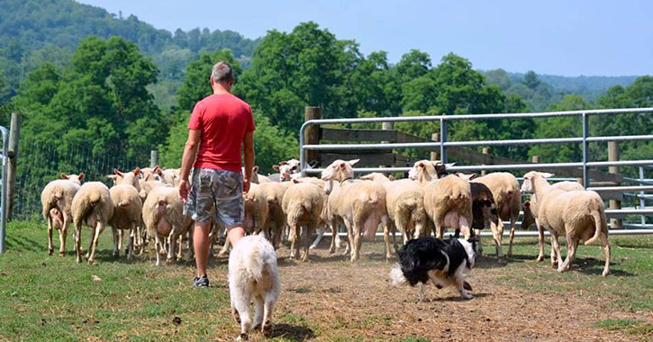 following the herd