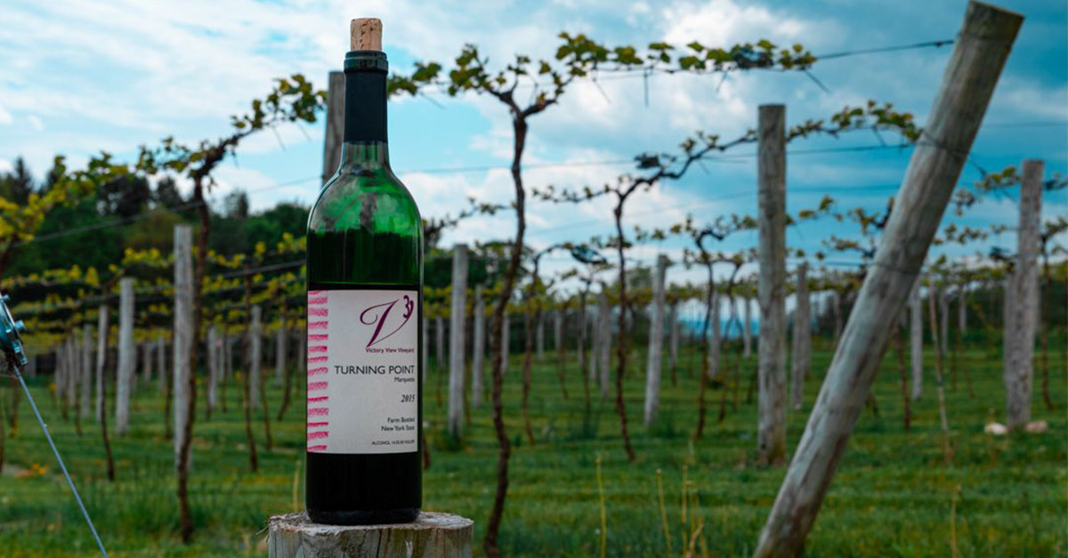 bottle of red wine in a vineyard