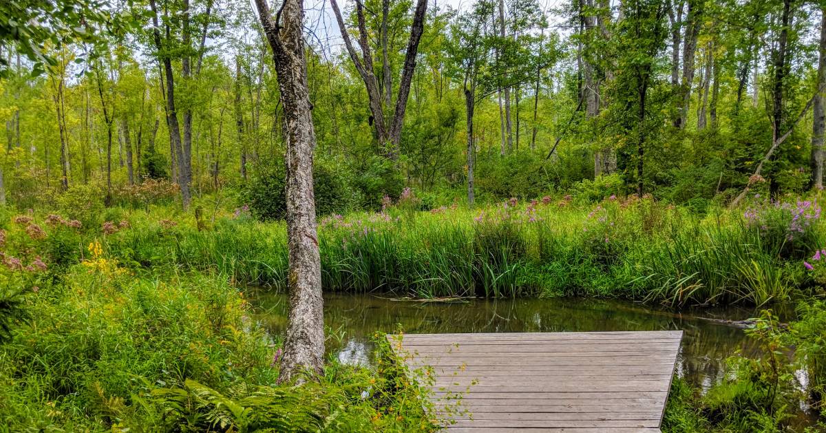 small dock, water, forest